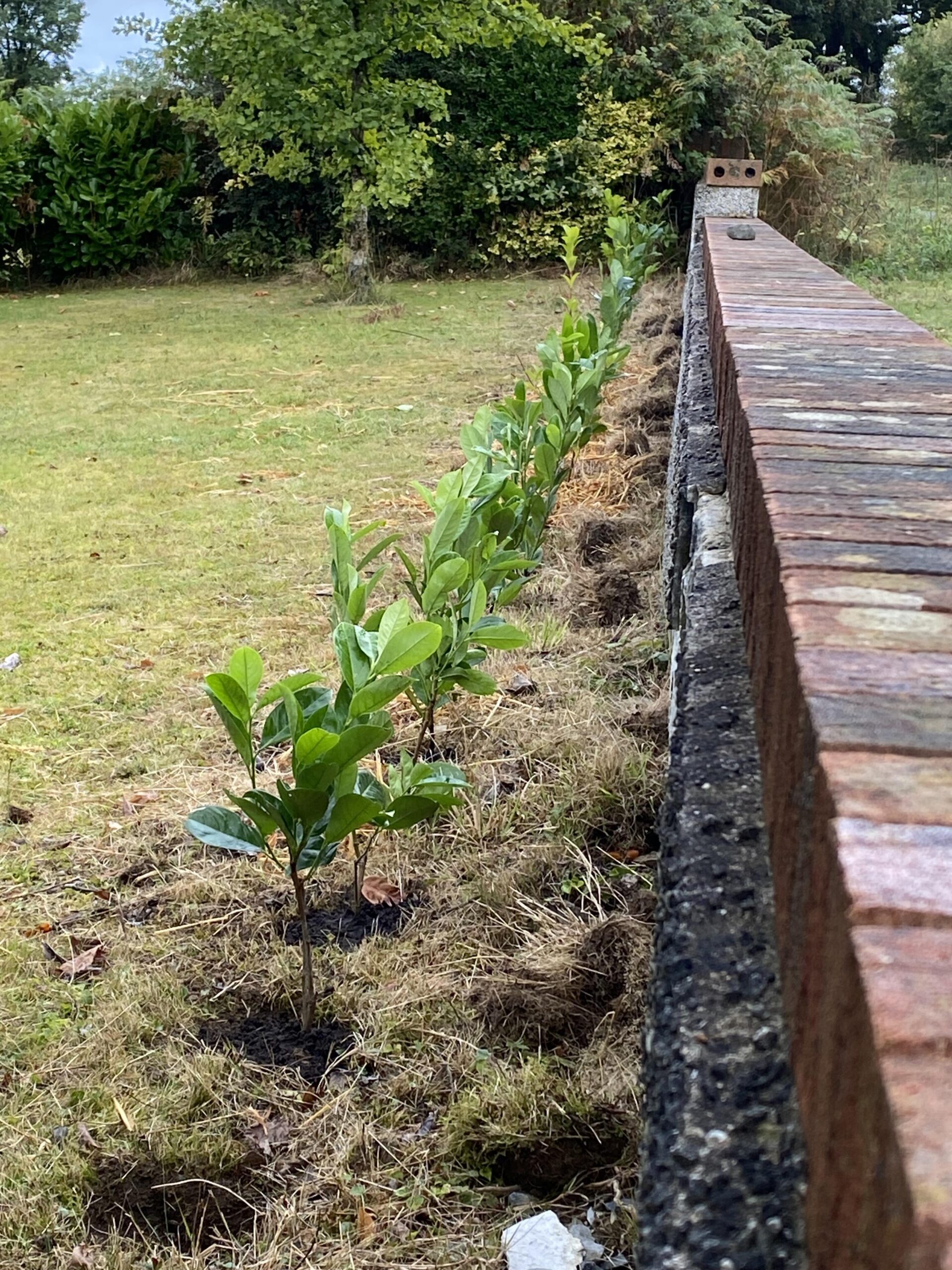 how to prune cherry laurel hedge with secateurs in a UK garden