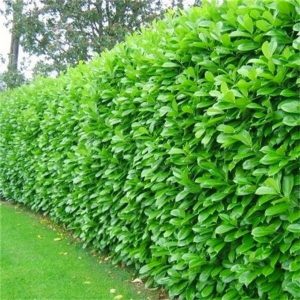 Laurel hedge being planted in a garden