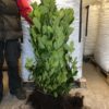 Cherry Laurel Hedging Evergreen Bare Root Plants 2-3ft Multi Stem A+ Grade (Pre-Order, Est Availability End October)