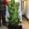 Cherry Laurel Hedging Evergreen Bare Root Plants 2-3ft Multi Stem A+ Grade