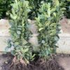 Cherry Laurel Hedging Evergreen Bare Root Plants 50-70cm Multi Stem A+ Grade