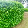Cherry Laurel Hedging