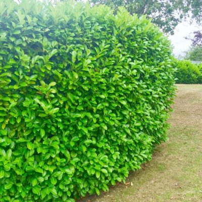 Cherry Laurel Hedging