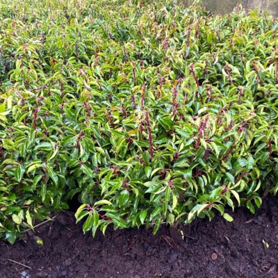 Portuguese Laurel Evergreen Bareroot Hedging Plants 1-2ft Bushy Multistem (Pre-Order, Est Availability End October)