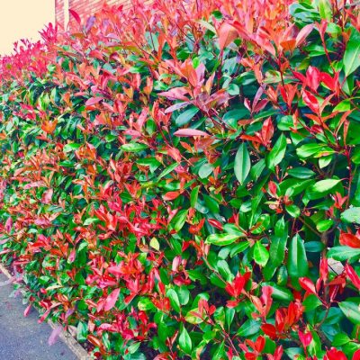 Photinia Red Robin