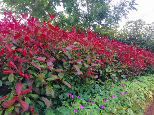 Photinia Red Robin