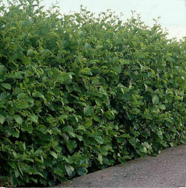 Common Alder - Alnus Glutinosa