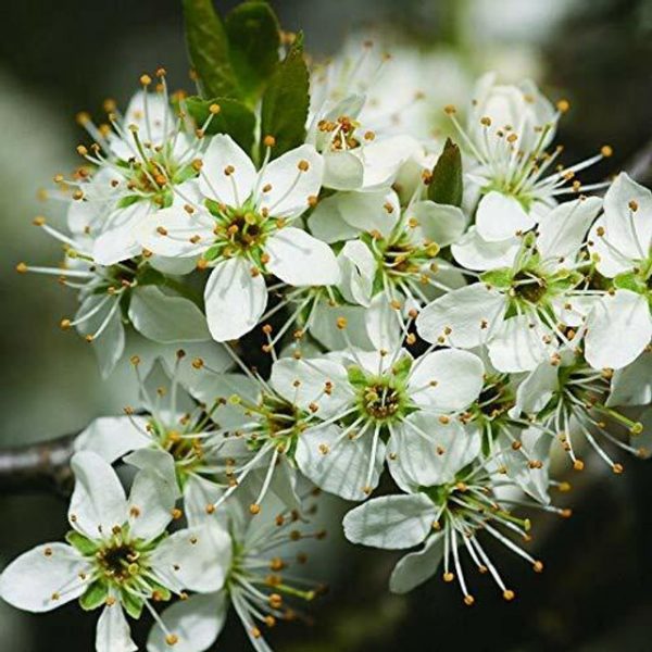 Blackthorn Prunus Spinosa