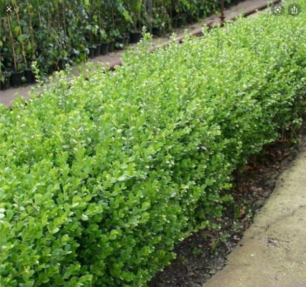 Buxus Sempervirens Bareroot