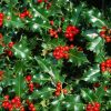 Common Holly – Ilex Aquilfolium