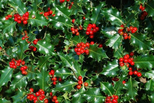 Common Holly – Ilex Aquilfolium