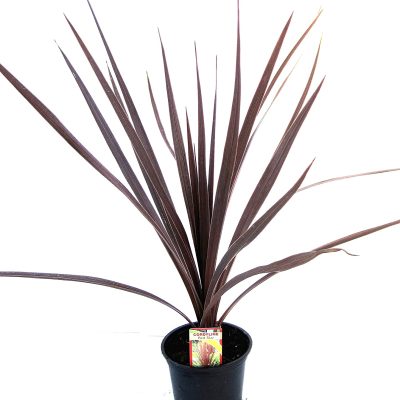 Cordyline Australis