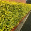 Gold Privet – Ligustrum Ovalifolium Aureum