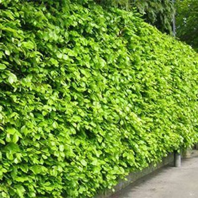 Green Beech Hedging Plants 2-3ft Fagus Sylvatica Bareroot