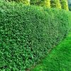 50-70cm potted Green Privet hedging plant (Ligustrum Ovalifolium) with dense, glossy green leaves, ideal for creating fast-growing hedges.