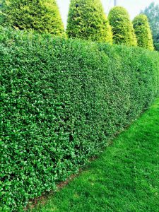 50-70cm potted Green Privet hedging plant (Ligustrum Ovalifolium) with dense, glossy green leaves, ideal for creating fast-growing hedges.