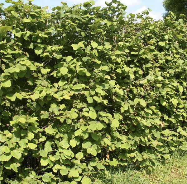 Hazel Nut - Corylus avellana