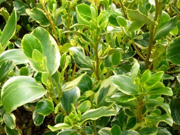 New Zealand Broadleaf Variegata - Griselinia littoralis Variegata