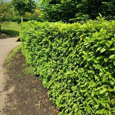 Portuguese Laurel hedging plant, versatile for planting as a stand-alone feature, clipped or unclipped, or as part of a geometrically arranged group.