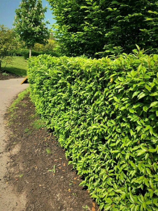 Portuguese Laurel hedging plant, versatile for planting as a stand-alone feature, clipped or unclipped, or as part of a geometrically arranged group.