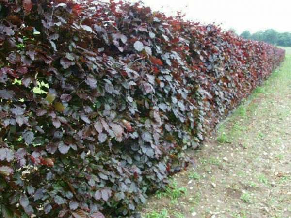 Purple Beech Fagus syl. Atropunicea