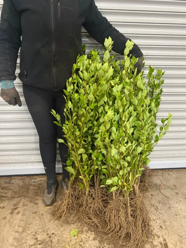 Griselinia Littoralis - New Zealand Privet