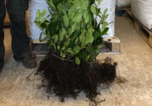 Cherry laurel bare root hedge plants with exposed roots, fresh from delivery, ready for planting.