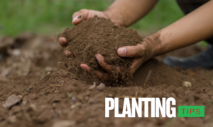 Hands holding soil with "Planting Tips" text overlay – gardening and soil preparation advice.