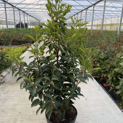 Pot Grown Portuguese Laurel Hedging 1 Portuguese Laurel Hedge Plants | Prunus Lusitanica 2-3ft | Fast Growing Extra Bushy 5 Litre Pot
