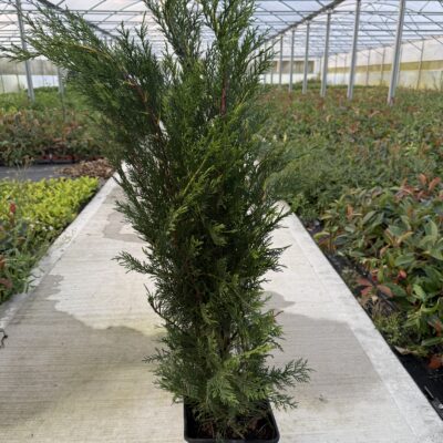 Green Leylandii 3-4ft – Fast Growing Leylandii Green Hedging 5 Litre Pot