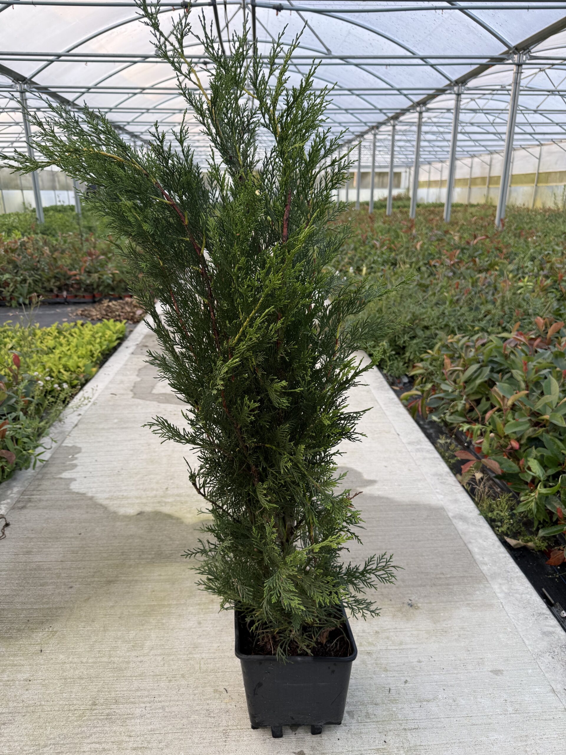 Green Leylandii 3-4ft – Fast Growing Leylandii Green Hedging 5 Litre Pot 1 Green Leylandii 3-4ft – Fast Growing Leylandii Green Hedging 5 Litre Pot