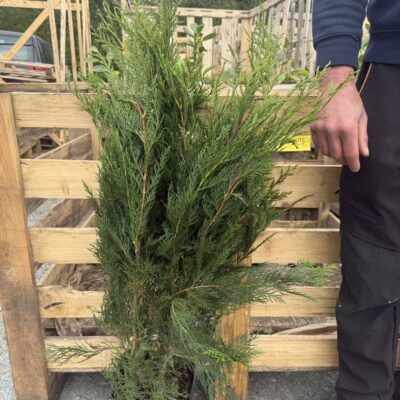Green Leylandii 3-4ft – Fast Growing Leylandii Green Hedging 5 Litre Pot