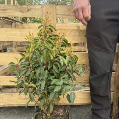 Portuguese Laurel Hedge Plants | Prunus Lusitanica 50-70cm | Fast Growing Extra Bushy 5 Litre Pot