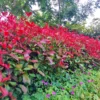 Red Robin Hedging Evergreen Plants Photinia Fast Growth Shrub 50-70cm Potted