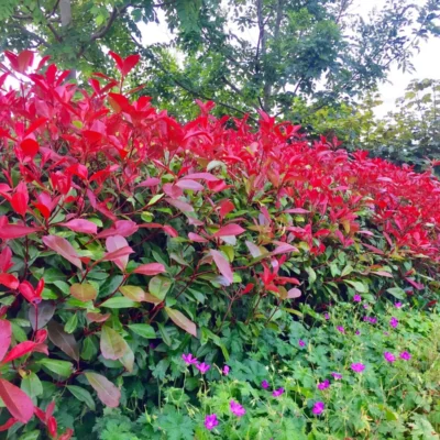 Red Robin Hedging Evergreen Plants Photinia Fast Growth Shrub 40-60cm Potted