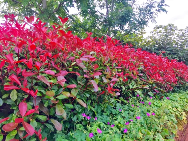 Red Robin Hedging Evergreen Plants Photinia Fast Growth Shrub 40-60cm Potted