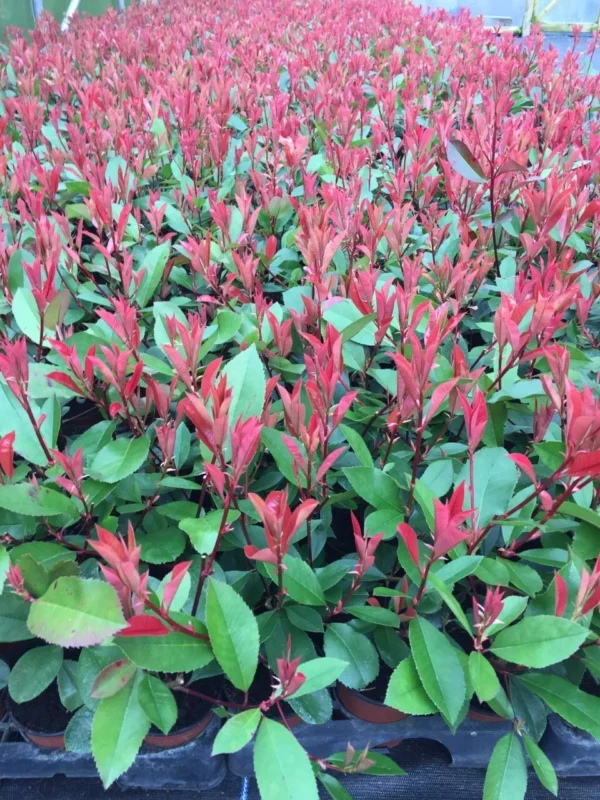 Red Robin Hedging Evergreen Plants Photinia Fast Growth Shrub 40-60cm Potted - Image 2