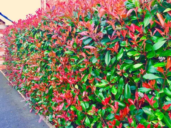 Red Robin Hedging Evergreen Plants Photinia Fast Growth Shrub 40-60cm Potted - Image 3
