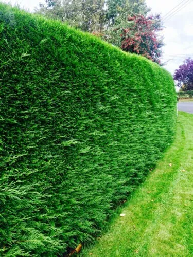 Established green Leylandii hedge neatly trimmed in a UK garden