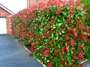 Photinia Red Robin hedge showing red new growth