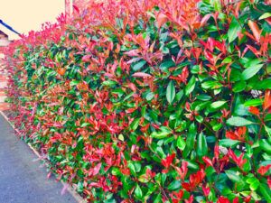 Photinia Red Robin hedge spacing - pot grown plants
