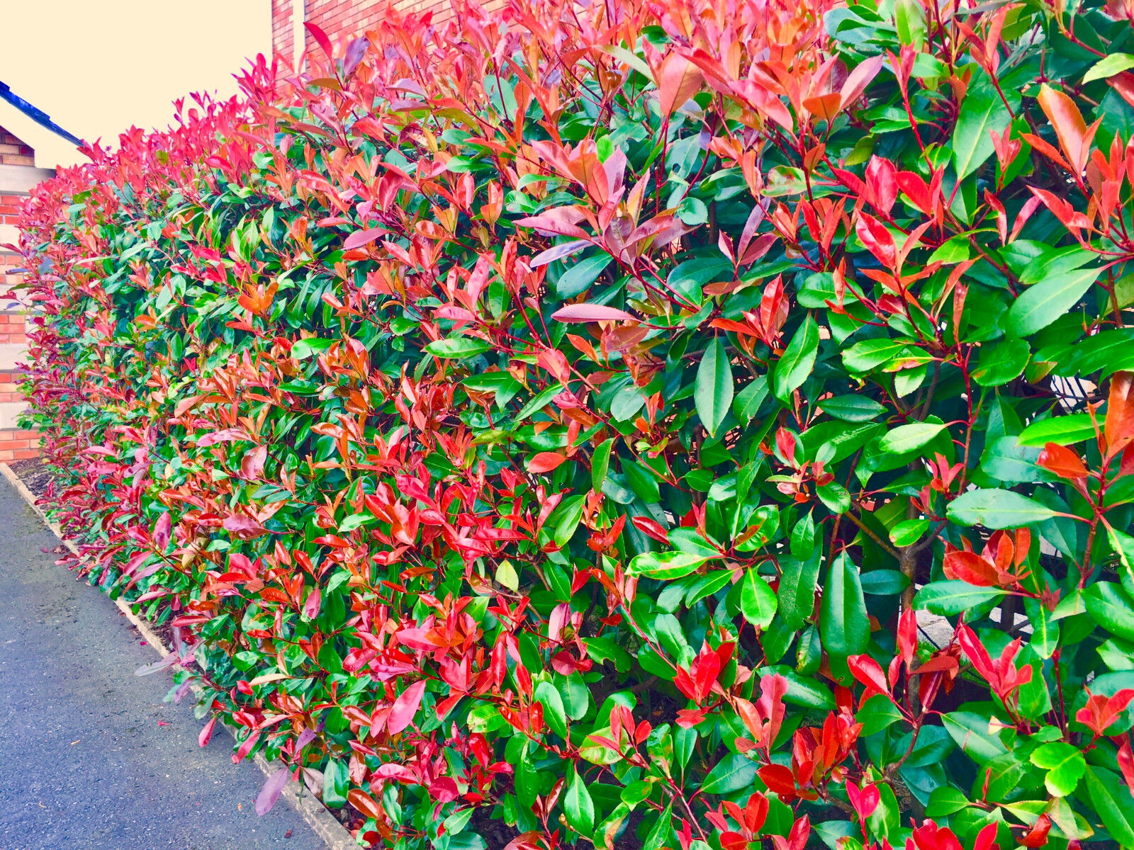 Photinia Red Robin hedge spacing - pot grown plants