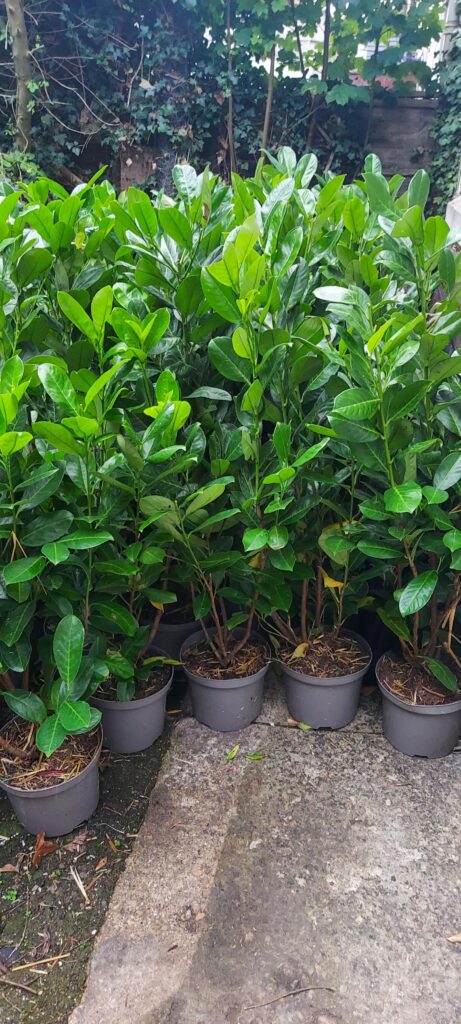 Image #1 from Glenn Wood