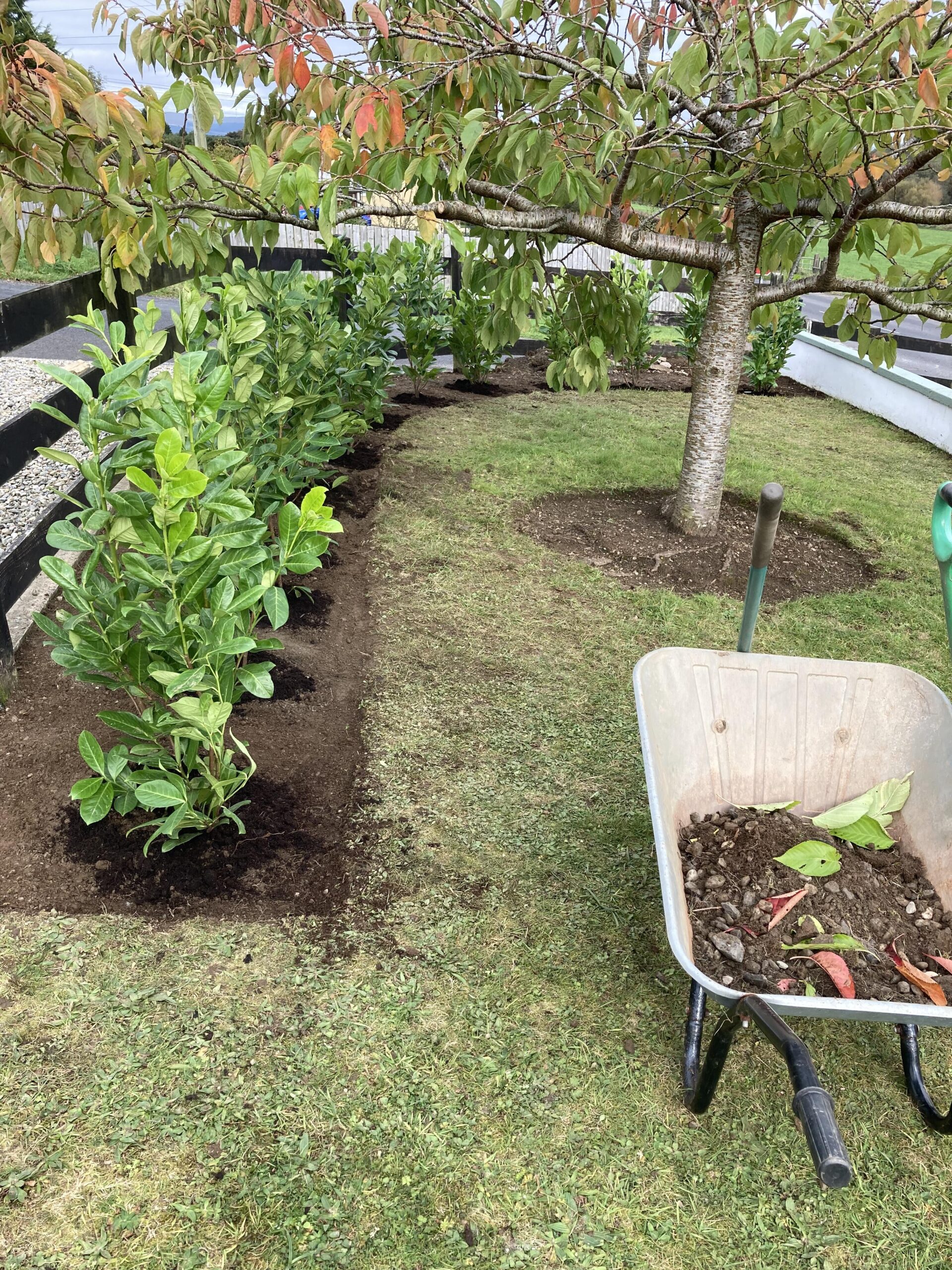 Potted cherry laurel hedging plants at Sunnyside Nurseries