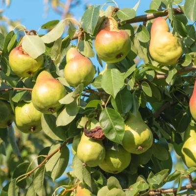 Concorde Pear Fruit Tree 4-5ft Self Fertile Bareroot