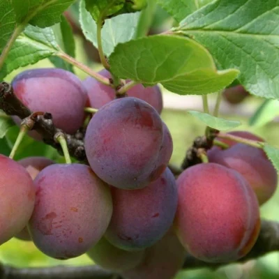 Opal Plum Fruit Tree 5ft+ Self Fertile Strong Bareroot Sweet Juicy