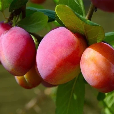 Victoria Plum Fruit Tree 5ft+ Self Fertile Bareroot