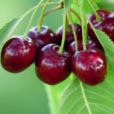 Sweet Cherry Fruit Tree 5ft Prunus Burlat Strong Bareroot Juicy Edible