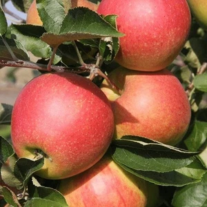 Coxs Orange Pippin Apple Tree 4-5ft Self Fertile Bareroot