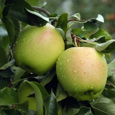 Golden Delicious Apple 4-5 Foot Self Fertile Fruit Tree Malus